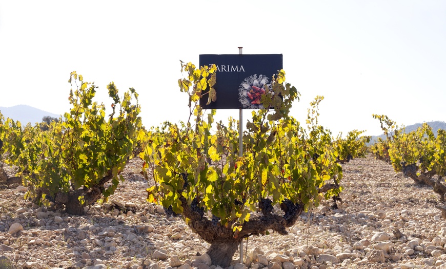 Image 7: Visita guiada o especial catas en Bodegas y viñedos Volver