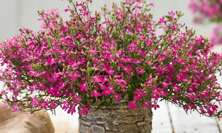 Image 1: Lobelia Laura Red - 10, 15 or 20 Plants with Optional Willow Baskets