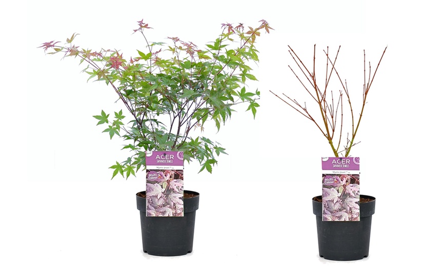 Image 3: Plante Acer Palmatum Mystic Jewel