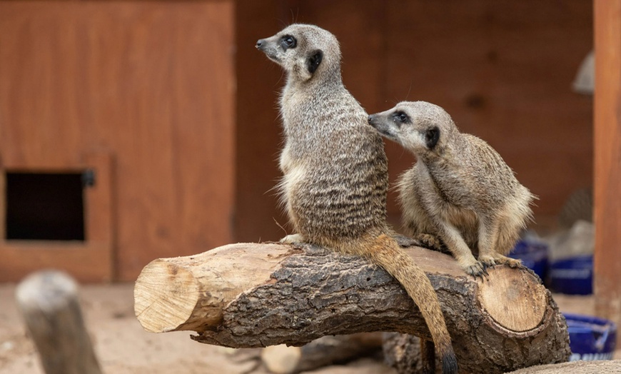 Image 4: Zoo Entry at Maldon Promenade Zoo