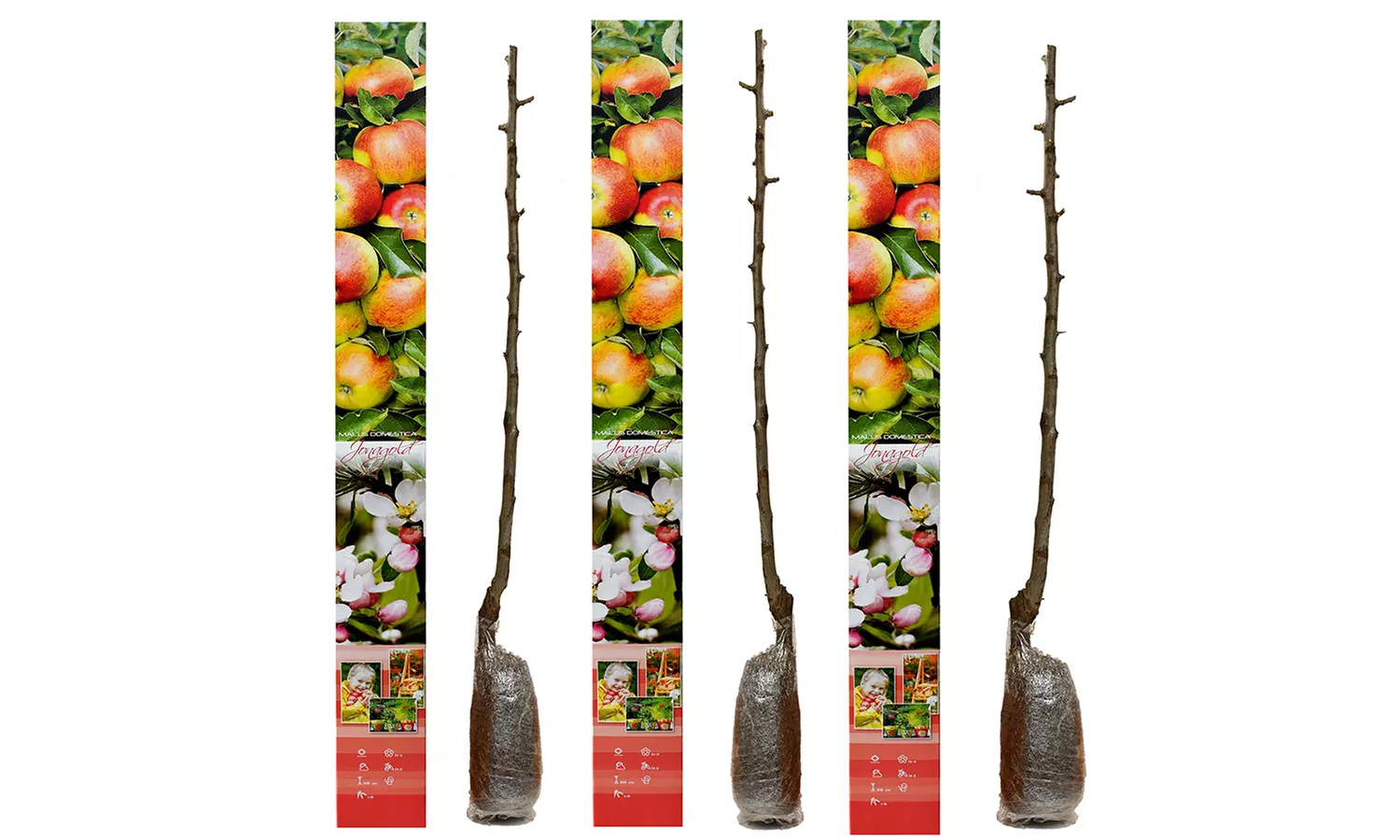 Conjunto de husillos de árboles frutales