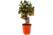 Zitrusbaum (Citrus Calamondin) - Second Medium