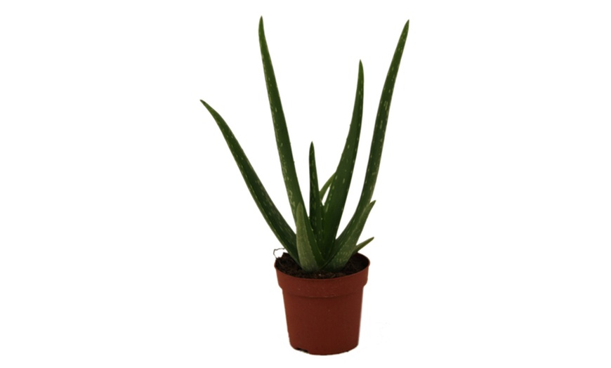 Image 5: Aloe Vera 10.5 cm Pot - One, Two or Three Plants