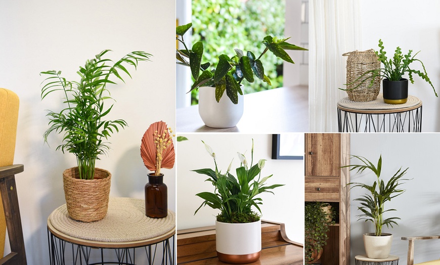 Image 1: Mixed Easy Care Houseplants