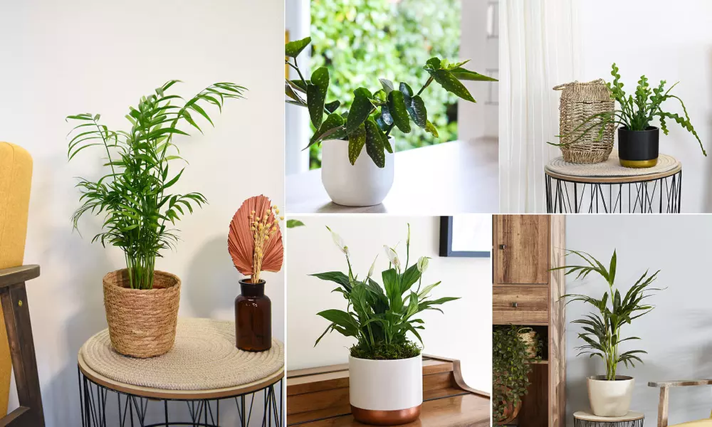 One, Two or Three Mixed Easy Care Houseplants - Primary Image