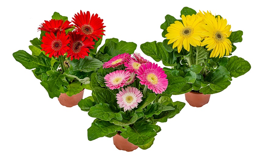 Image 2: Margarita Gerbera