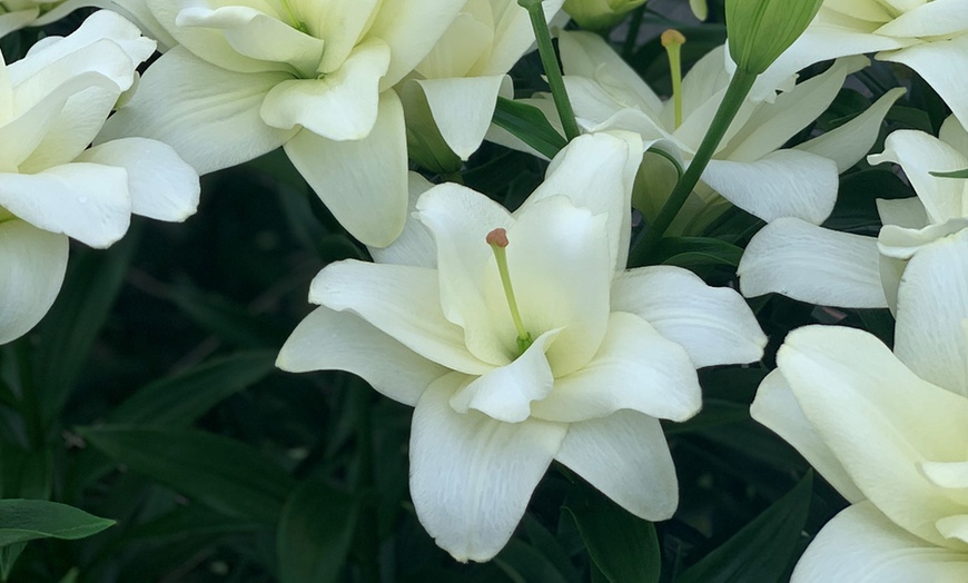 Image 6: Double Pollen Free Lily Collection - 2 or 10 Bulbs