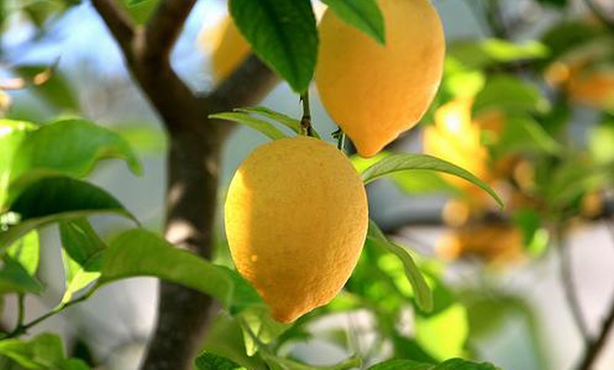 Image 3: Mediterranean Fruit Trees