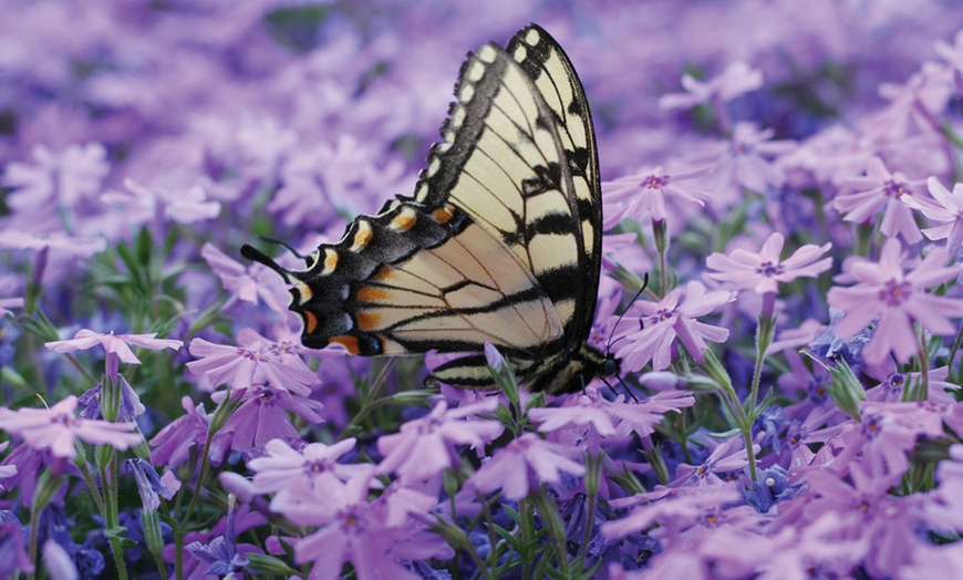 Image 7: 5, 10, 20 or 50 Phlox Creeping Collection Plug Plants