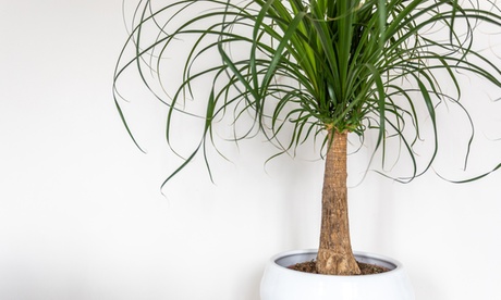 2 o 4 Piante Beacarnea Nolina con spedizione gratuita