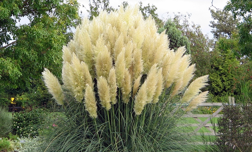 Image 5: 3 or 6 Pampas Grass Collection
