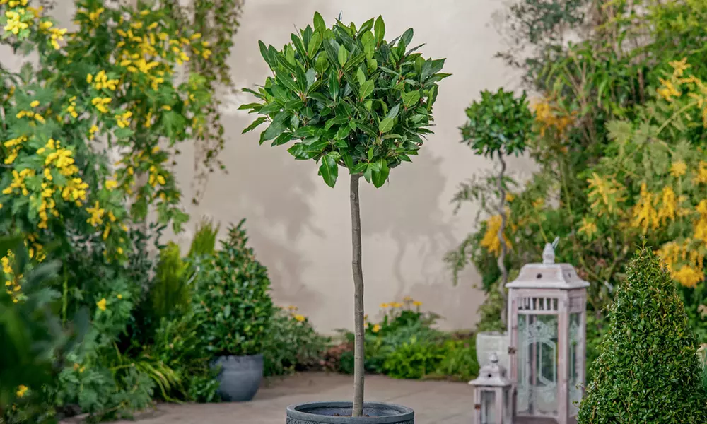 Plant de laurier Laurus Nobilis 90-100 cm, livré en pot - Primary Image