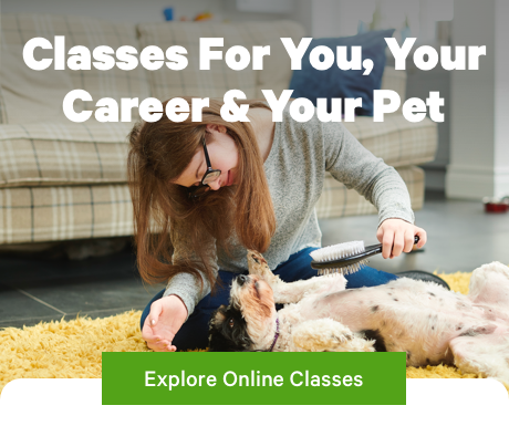 Classes For You, Your Career & Your Pet 
