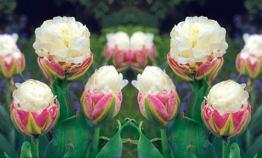 Image 3: 10 or 15 Tulip "Ice Cream" Bulbs