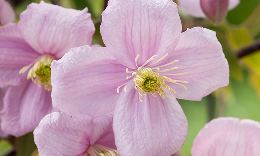 Image 2: Set de 3 plantas Clematis