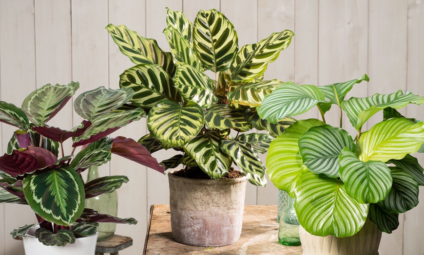 Image 1: Calathea, keuze uit 3 variëteiten