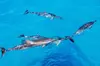  Oahu Dolphin Cruise & Turtle Snorkeling with 20ft Water Slide, Lunch, & Hula
