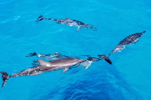  Oahu Dolphin Cruise & TurtleSnorkeling w/20ft WaterSlide Lunch& Hula