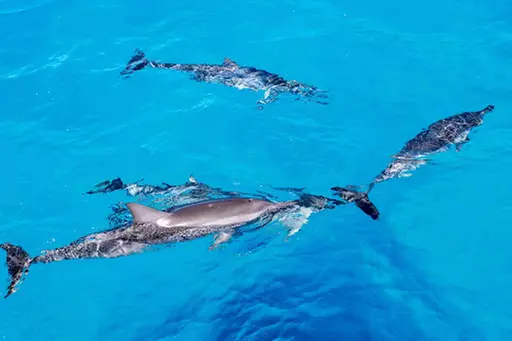  Oahu Dolphin Cruise & TurtleSnorkeling w/20ft WaterSlide Lunch& Hula