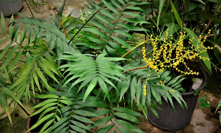 Image 4: XL Tropical Mexican Dwarf Palm