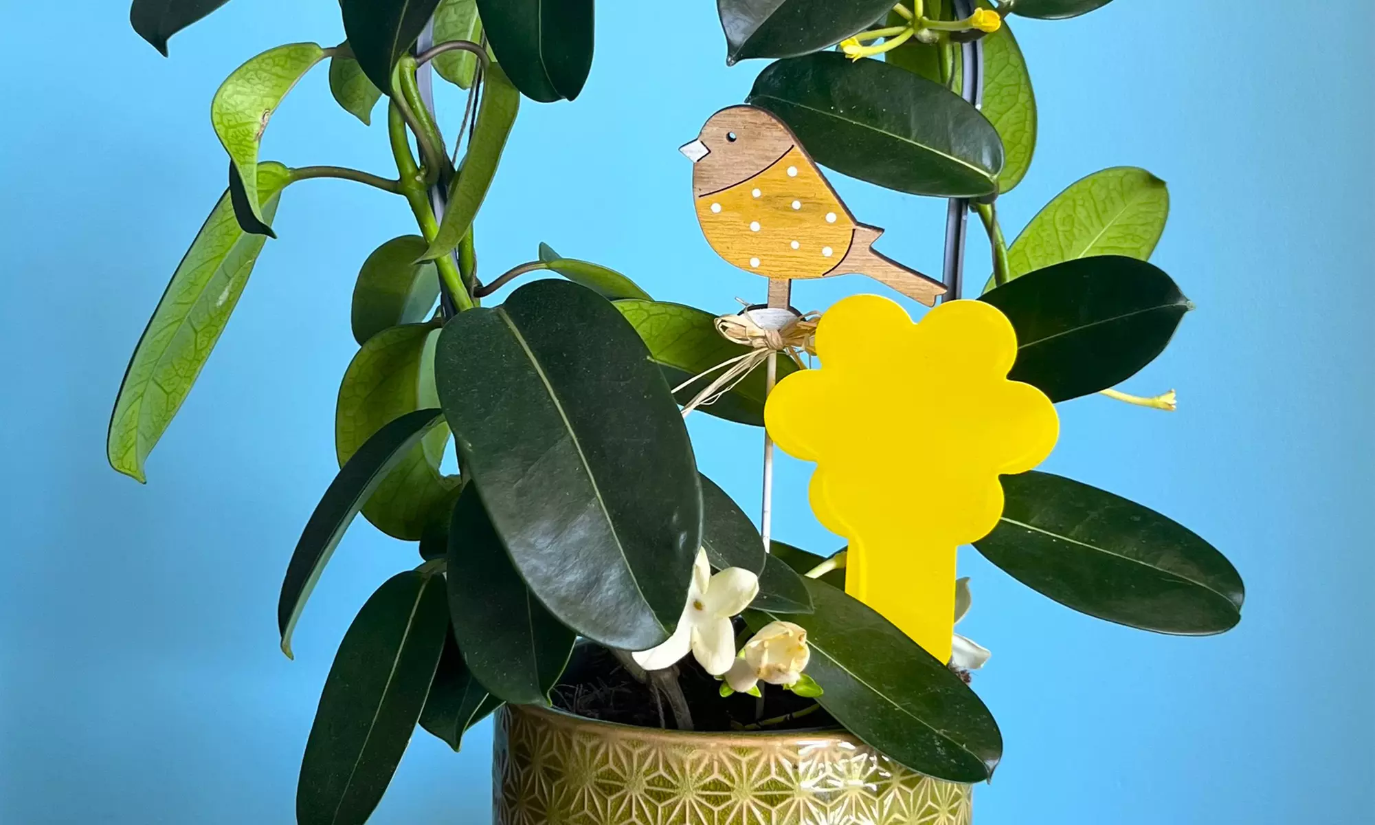 Two or Three Sets of 30-Pack Midge and fly traps