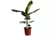 1 ou 2 plants de bananier d'intérieur Musa Dwarf Cavendish 90-100 cm, livrés en pot, Rootz - Image 3