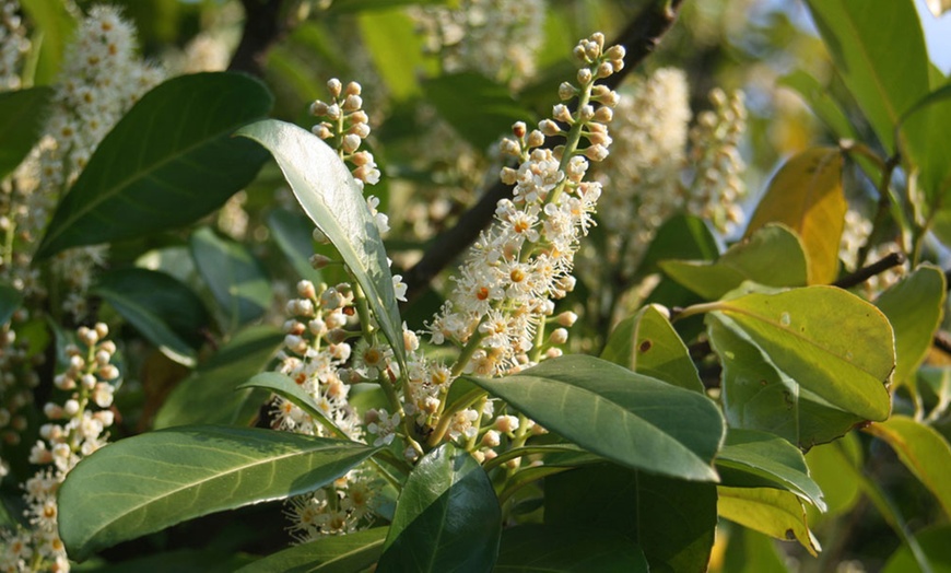 Image 2: 5, 10 or 25 Cherry Laurel Plants