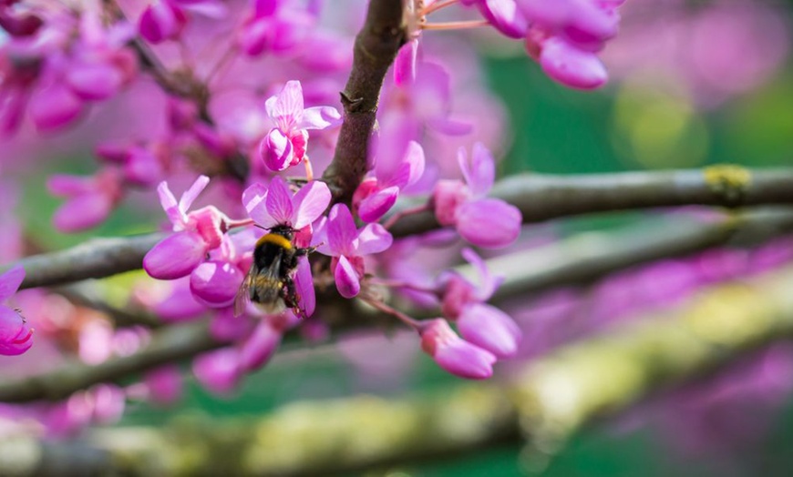 Image 6: Shrub Cercis Eternal Flame Tree Potted Plant