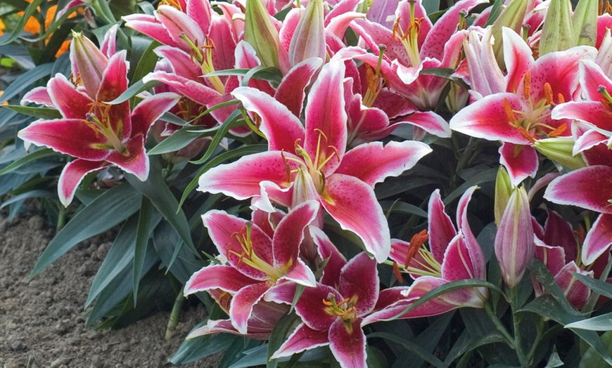 Image 6: Lily 'Dazzler' 24 Bulbs