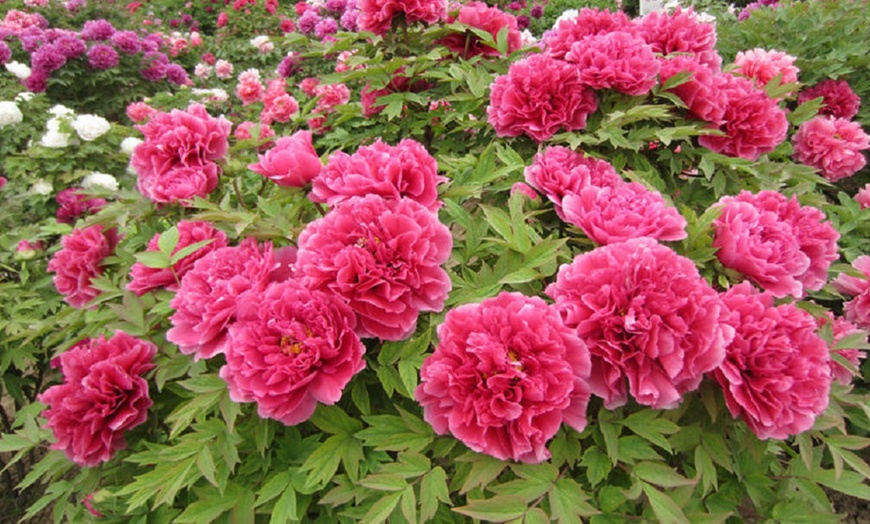 Image 1: Peony Plants in Pots