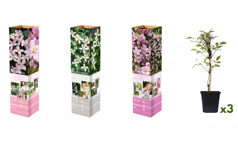 Set de 3 plantas Clematis