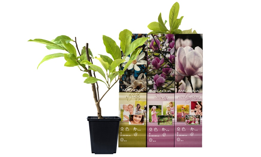 Image 12: 3x oder 6x Magnolien