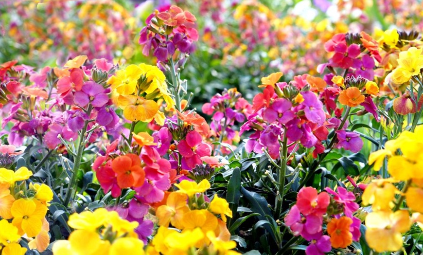 Image 2: 10, 20 or 40 Wallflower Harlequin Mixed Bare Root Plants