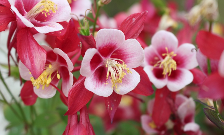 Image 1: 6, 9 or 18 Aquilegia Mixed Colours Plants