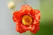 Up to 24 Geum Mrs Bradshaw Plugs - Image 4