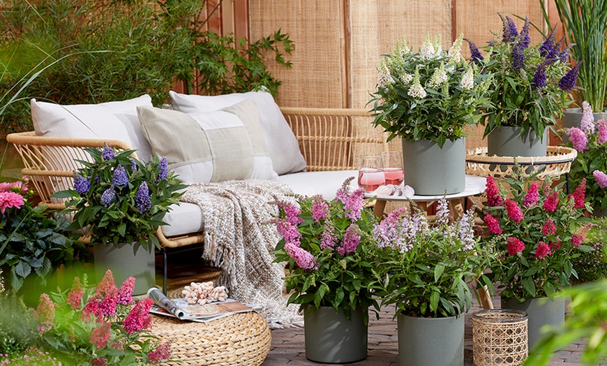 Image 2: Lot de 2 buddleias Rootz