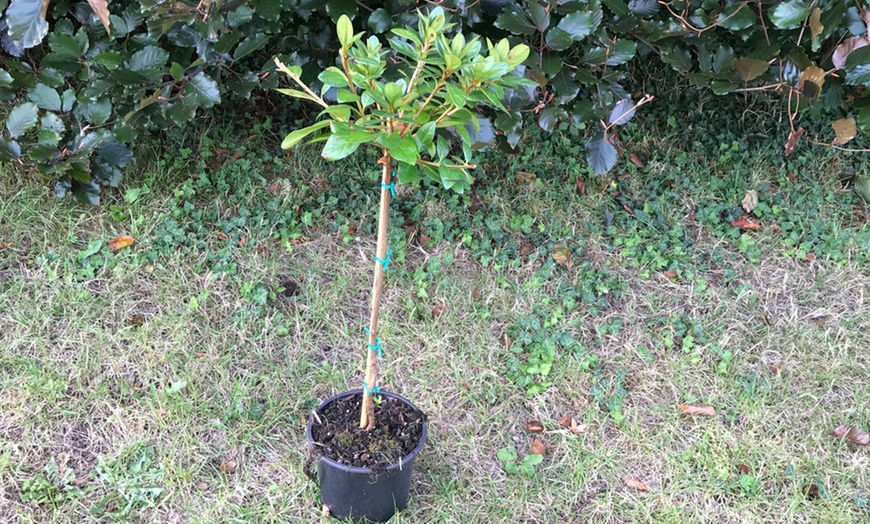 Image 4: Azalea Japonica Plant