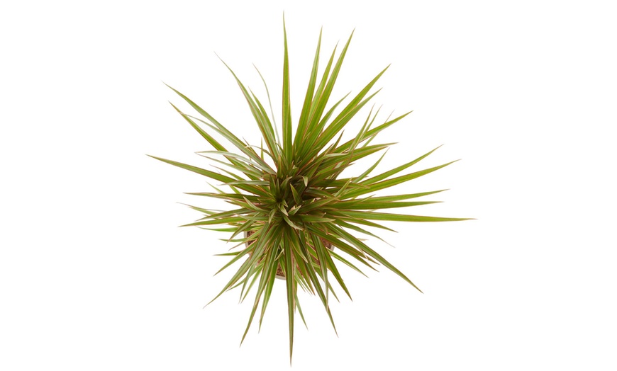 Image 2: Dracaena bicolor 80 & 125cm