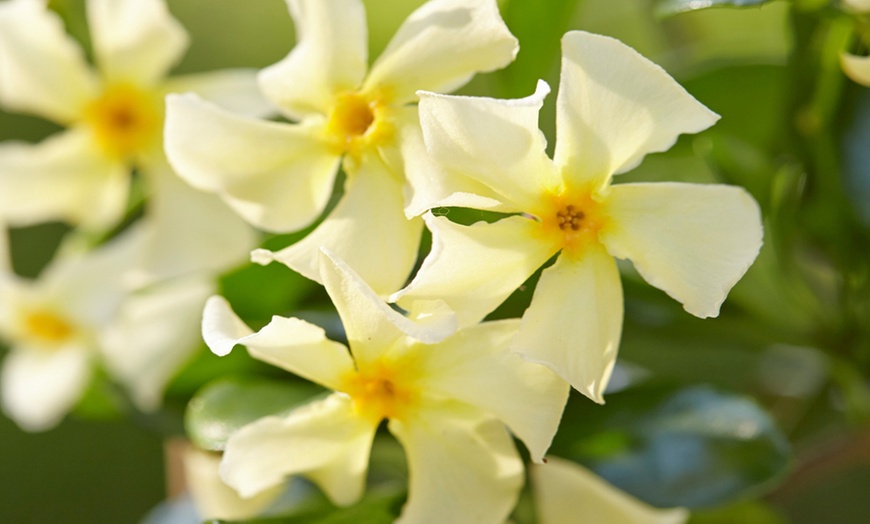 Image 1: One or Two Plants of Yellow Star Jasmine - Star of Toscana