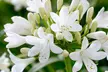 Agapanthus Blue and White Collection - 6 or 12 Plants - Image 6