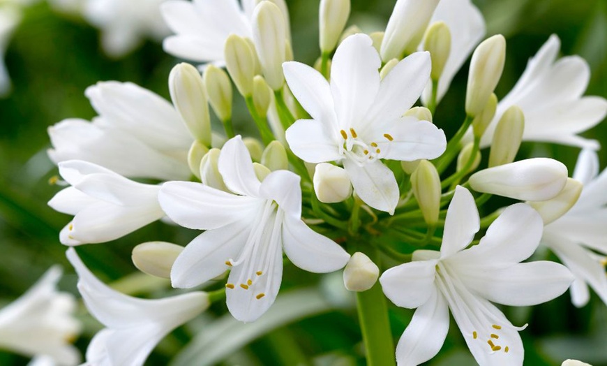 Image 6: Agapanthus Blue and White Collection - 6 or 12 Plants