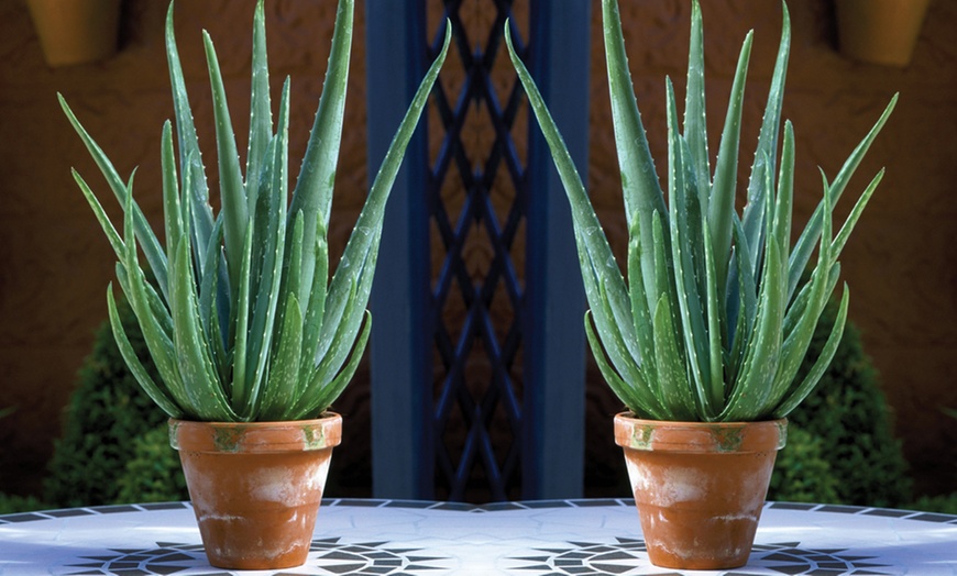 Image 2: Aloe Vera 10.5 cm Pot - One, Two or Three Plants