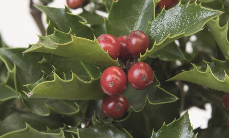 Image 5: Doorstep Holly Standard Trees  – 1 or 2 Potted Plants
