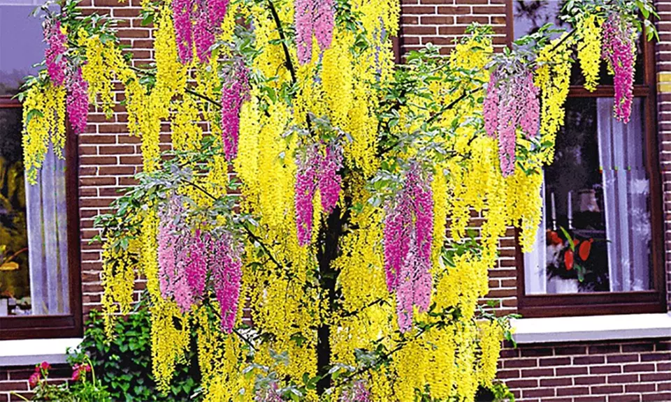 2 oder 4 Pflanzen Chimären-Goldregen (bis zu 35% sparen*) - Primary Image