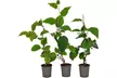 3x oder 6x Kiwi-Pflanze „Jenny" - Second Medium
