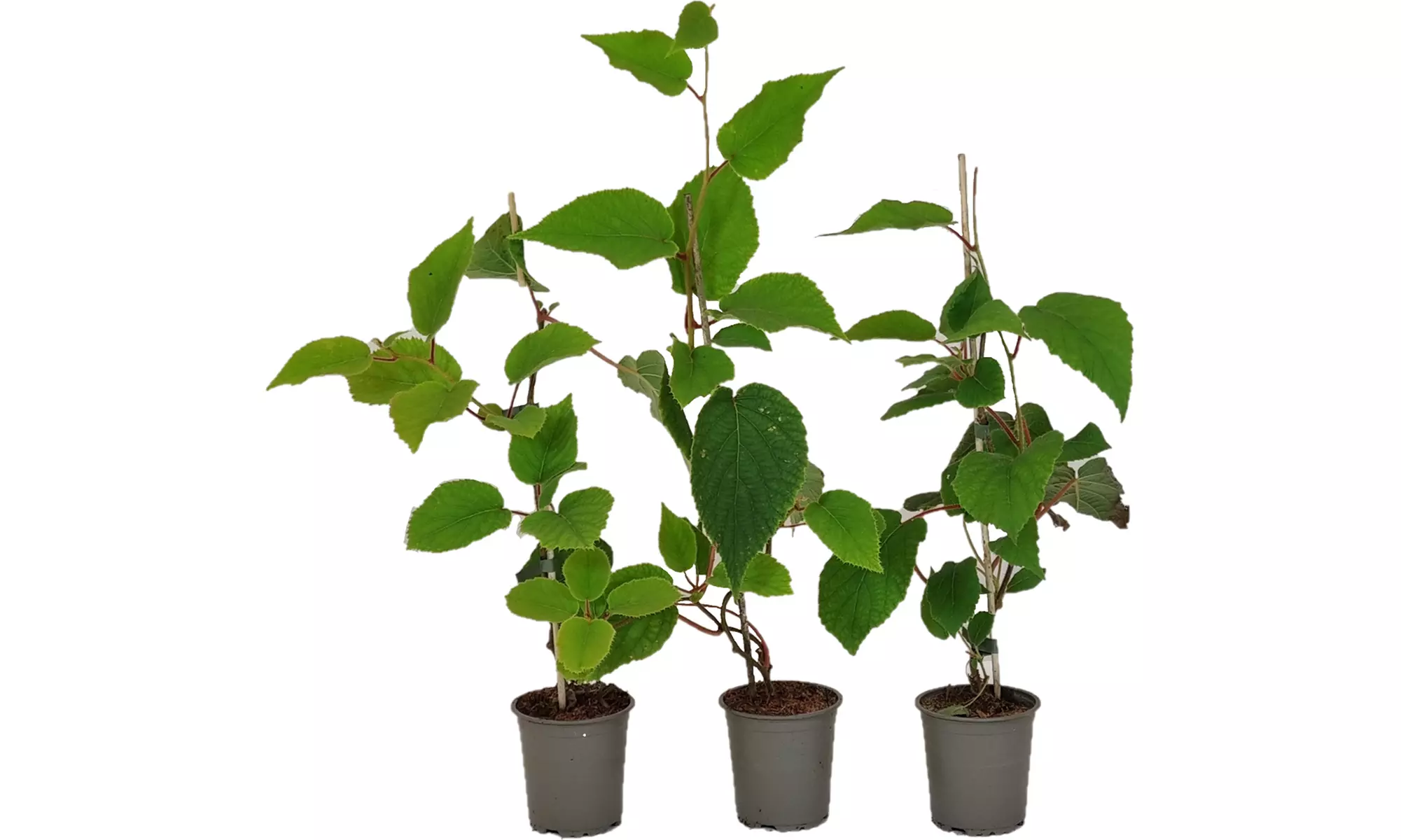 3x oder 6x Kiwi-Pflanze „Jenny"