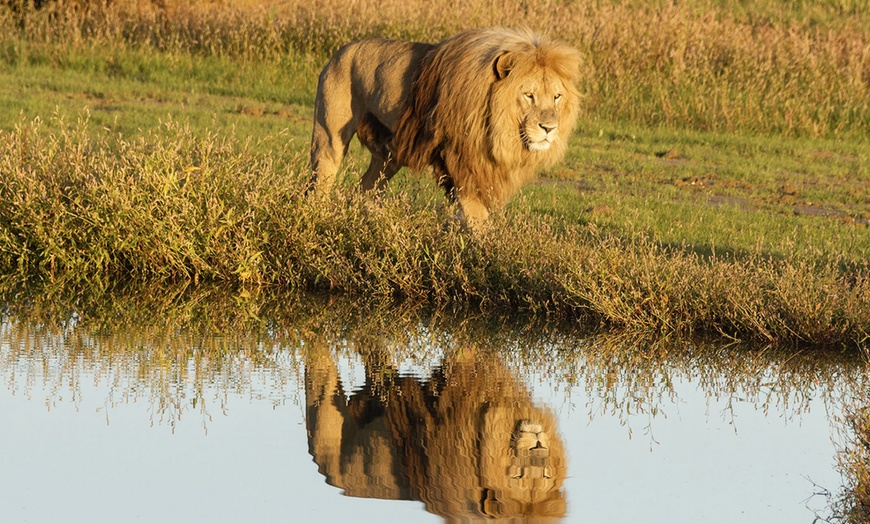 Image 11: Venez passer une ou deux nuits insolites au milieu des lions 