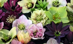 Hellebore Winter Flowering Collection – 1, 3 or 5 Potted Plants 