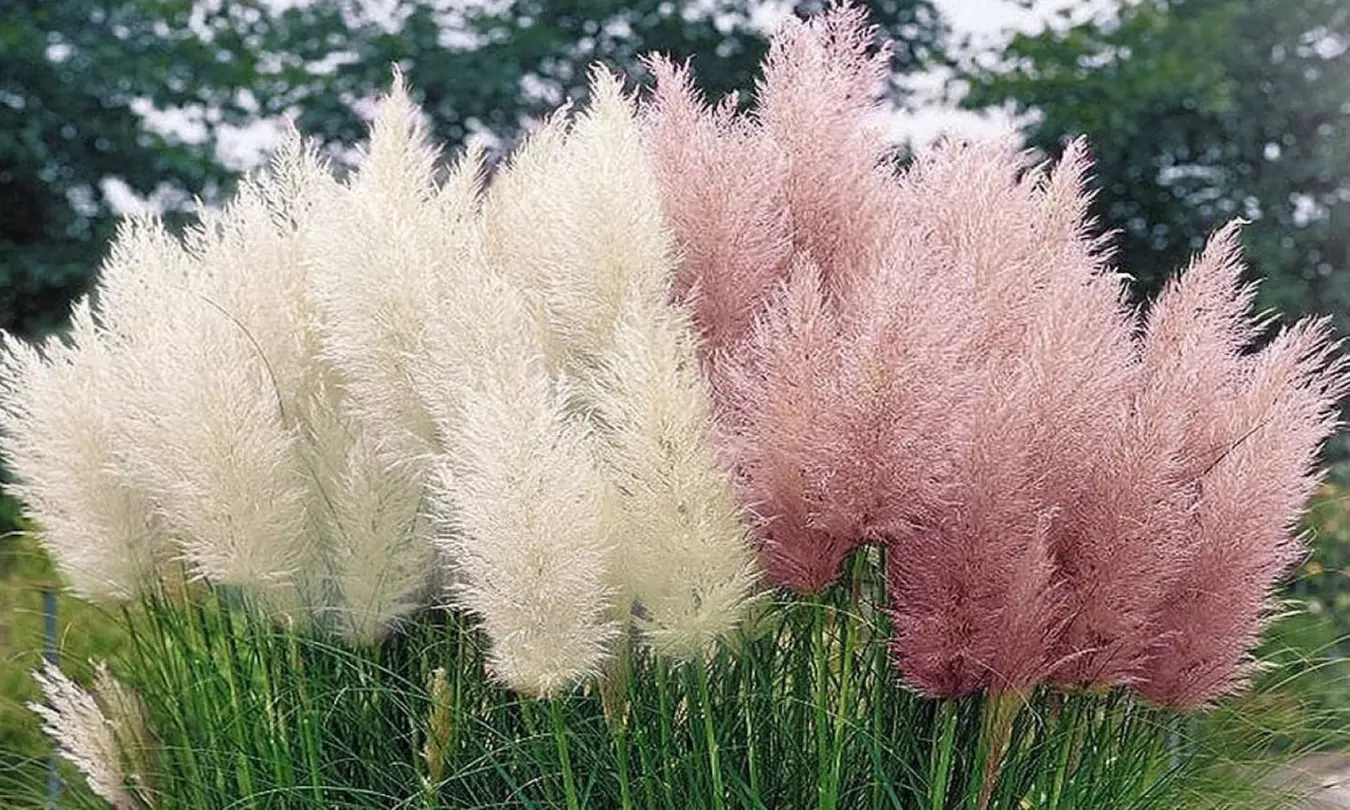 Set de 3 plantas de exterior Pampa