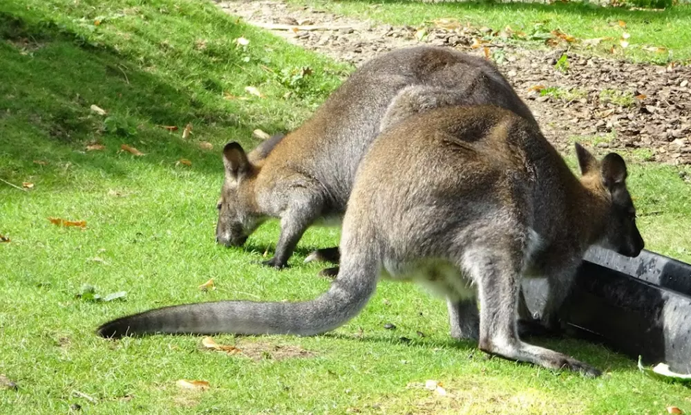 Enjoy Family fun with Entry Tickets for Adults and Childrens